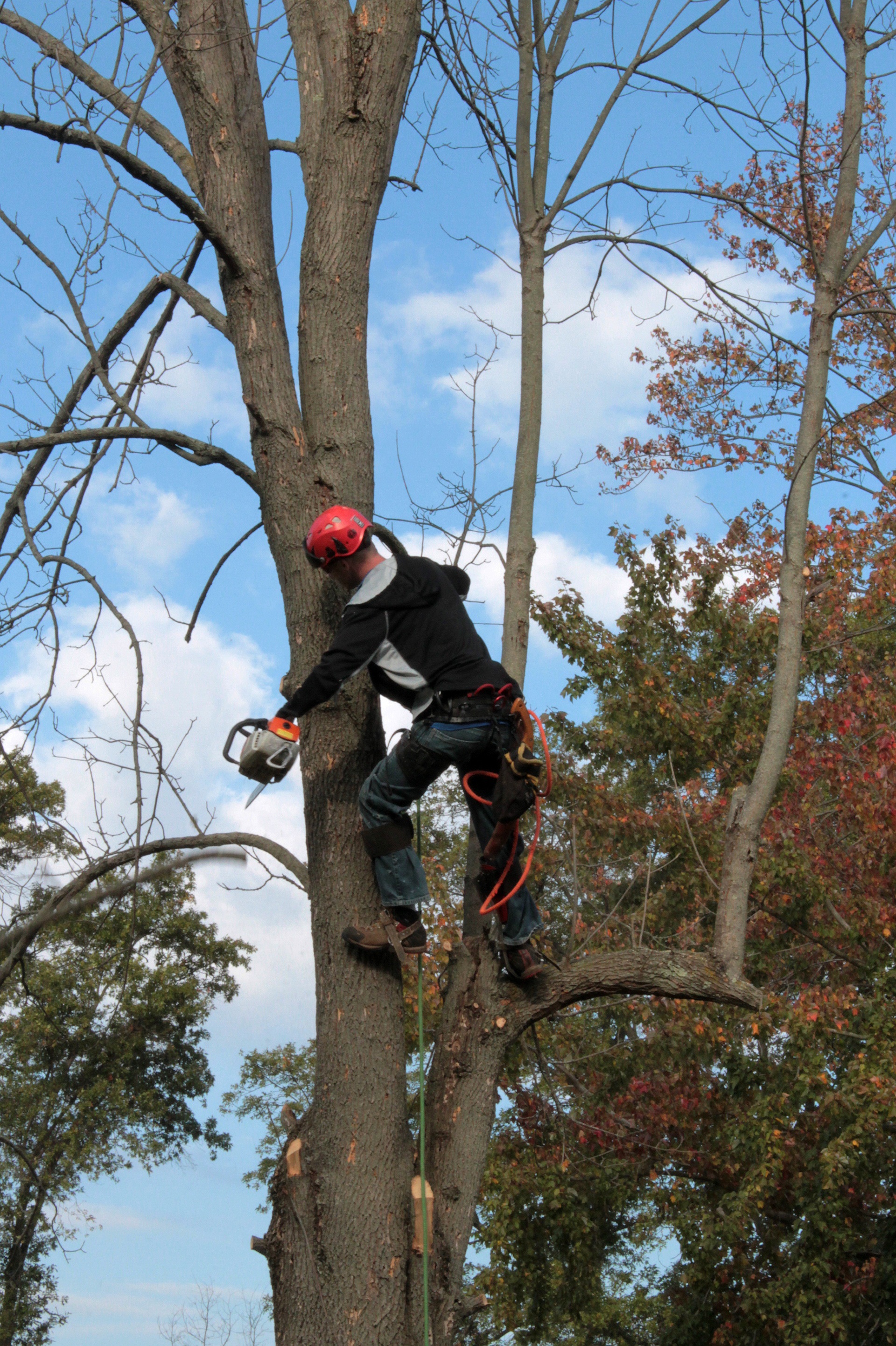 Arborist service in Sonora, TX